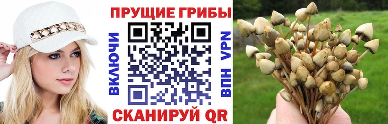 Псилоцибиновые грибы Psilocybe где купить наркоту Новосиль